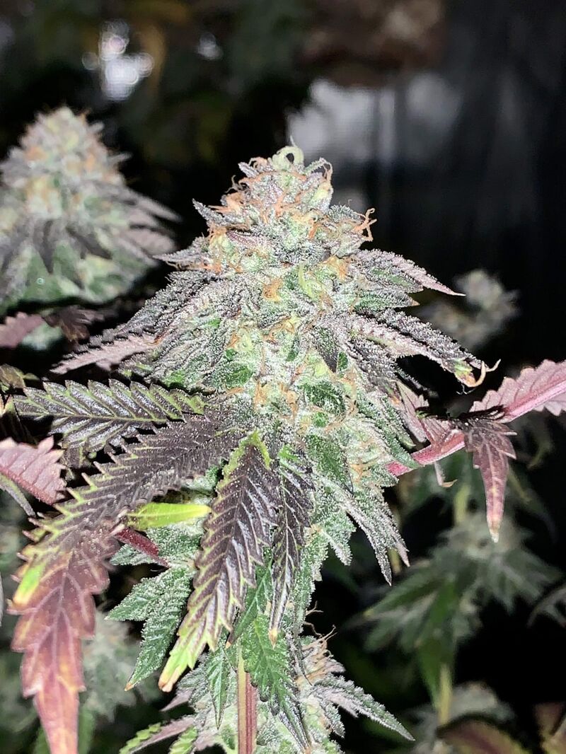 Notorious THC, Фасовка: 3, изображение 5